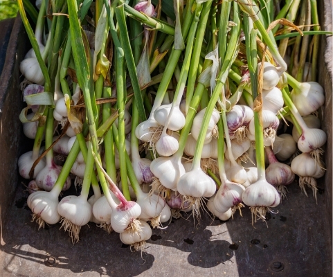 german white garlic