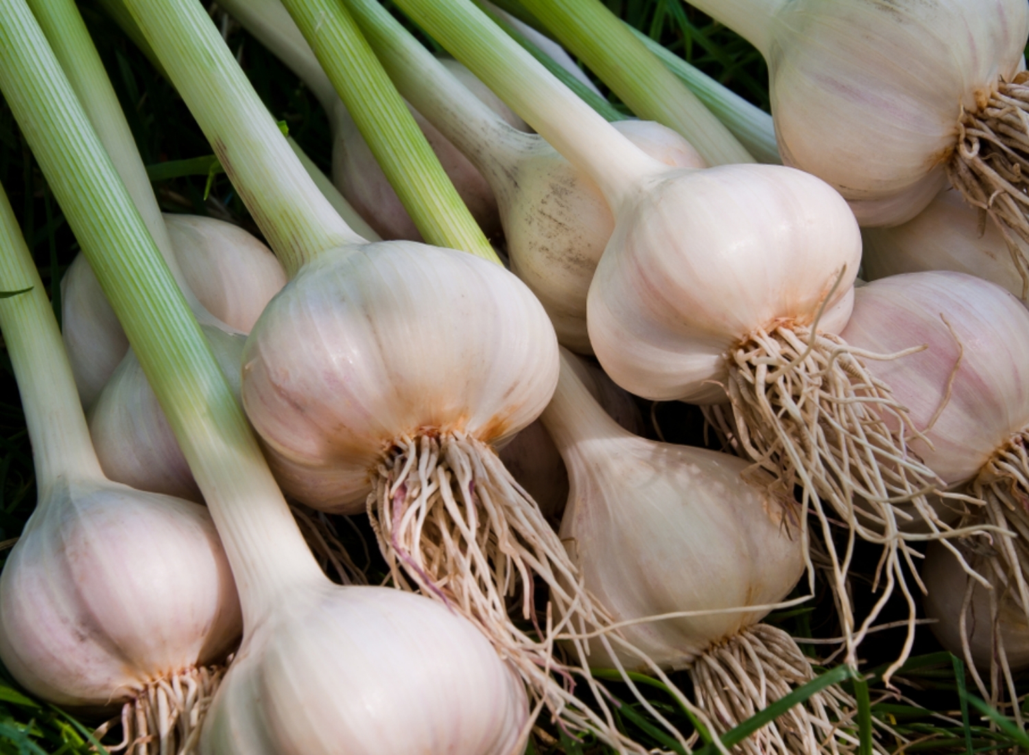 naturally grown garlic
